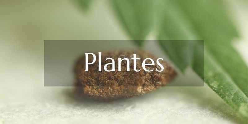 Plantes cbd